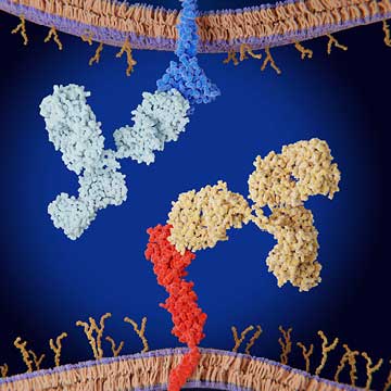 Illustration of immune checkpoint inhibitors